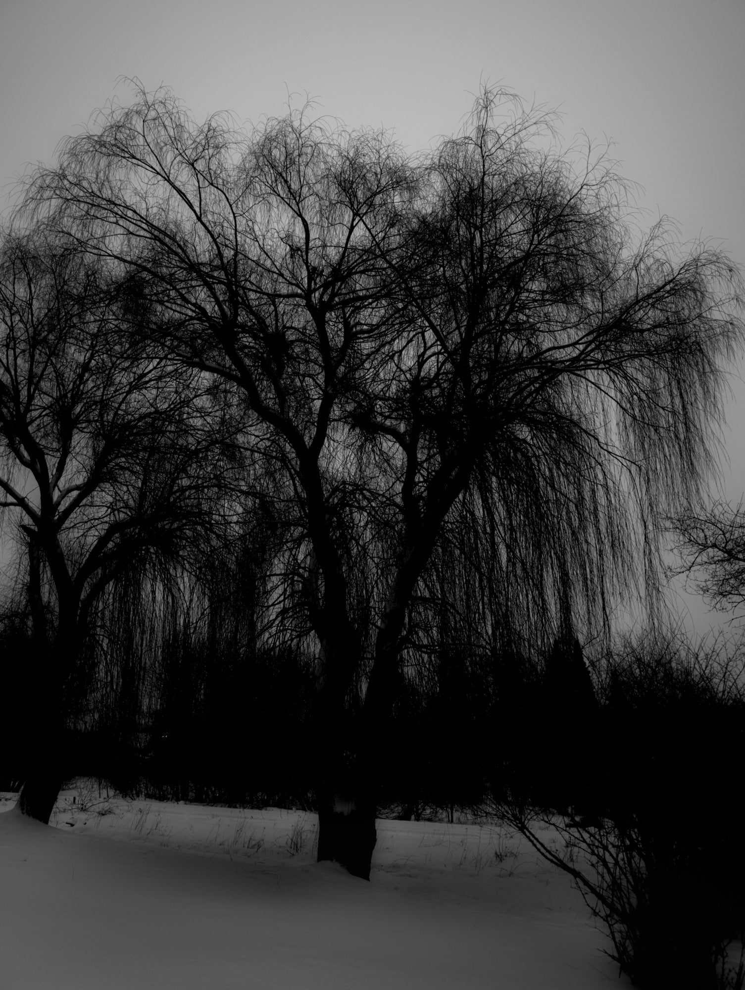 Willow Tree B&W Digital Download
