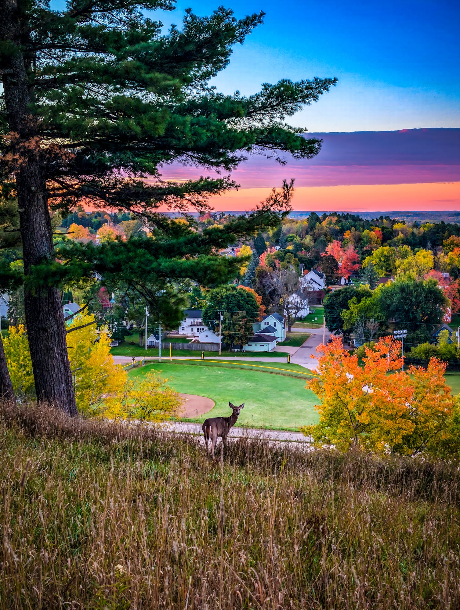 Millie Hill Vibrant Fall Deer Photo at Sunset Digital Download